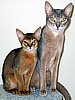 Steve's Jinkies &  Tafari